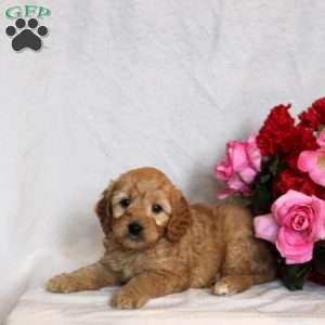 Magnus, Mini Goldendoodle Puppy